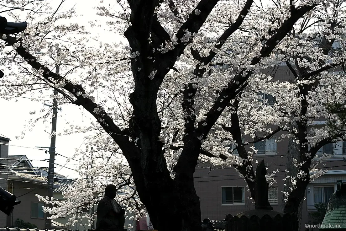 横浜市港北区の桜大門・金蔵寺周辺に咲く大きな桜