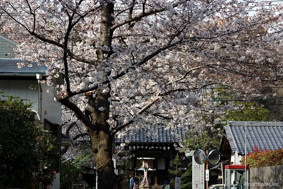 桜に囲まれた横浜市港北区の金蔵寺山門